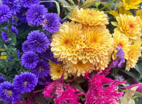秋の花 秋の花の写真