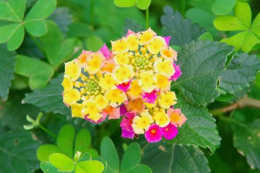 ランタナの花のズームアップ ランタナの花のズームアップの写真