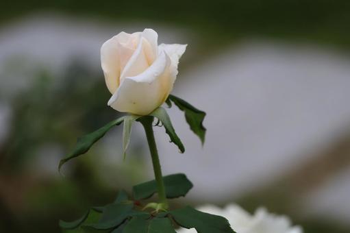 薄ピンク色のひらきかけの薔薇の花のアップ 薄ピンク色のひらきかけの薔薇の花のアップの写真