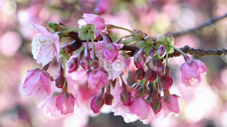 南伊豆下賀茂温泉の河津桜 桜,春,花の写真素材