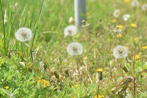 野原に咲く白い綿毛のタンポポ タンポポ,蒲公英,綿毛の写真素材
