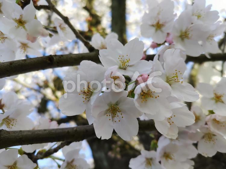 桜 さくら,春,木の写真素材