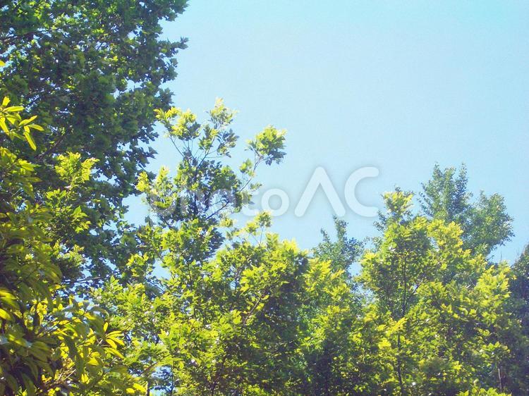 樹木と青空 樹木,植物,木の写真素材