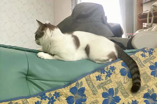 ソファの縁で佇むシャムミックス猫様 ソファの縁で佇むシャムミックス猫様 猫,シャムトラ,微睡むの写真素材