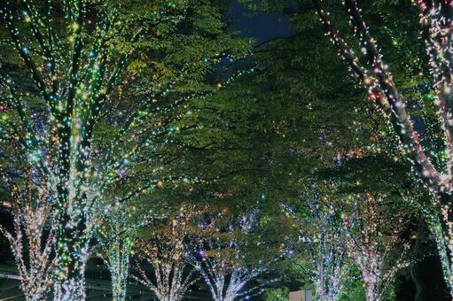 カラフルな光で彩られた並木道 イルミネーション,ライトアップ,木の写真素材