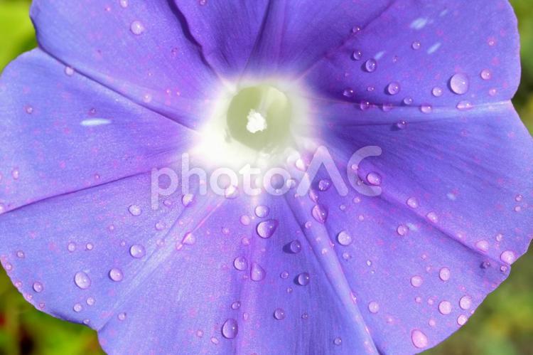 夕立の後の朝顔の花 朝顔,夏,水滴の写真素材