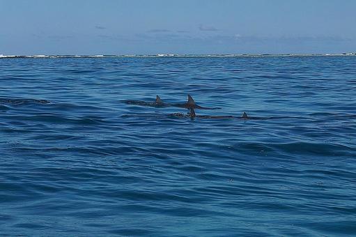 ニューカレドニア ノカンウイ島54 海豚 ニューカレドニア ノカンウイ島54 海豚の写真