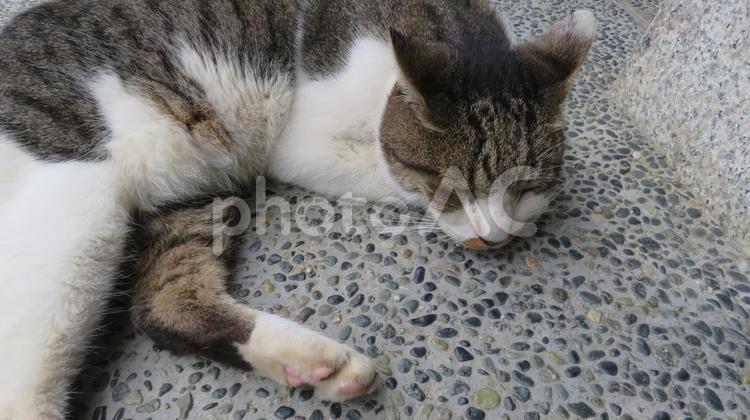 肉球をチラ見せしてお昼寝するモフモフな猫 猫,キジシロ,昼寝の写真素材