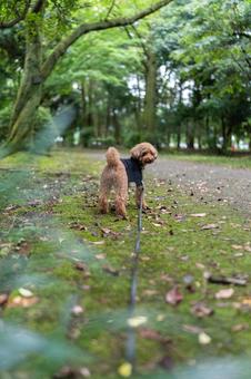夏の公園で散歩するトイプードル 夏の公園で散歩するトイプードルの写真