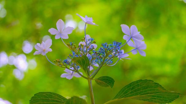Cute hydrangea flowers-3, JPG Cute hydrangea flowers-3, JPG