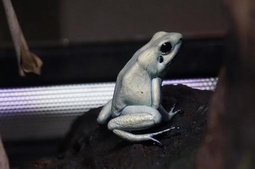 体感型カエル館 KawaZoo 体感型カエル館,kawazoo,かえるの写真素材