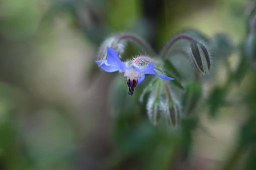 ボリジ ボリジ ボリジ,花,星形の写真素材
