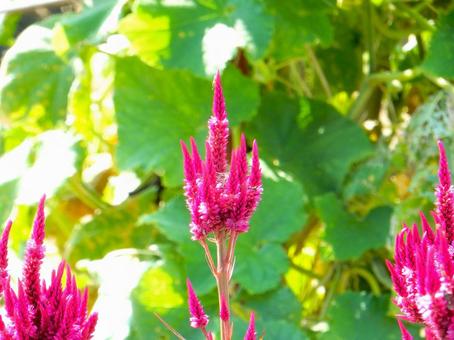 【花の写真】赤いケイトウの花 【花の写真】赤いケイトウの花の写真