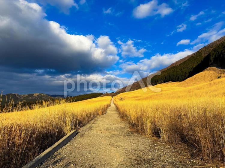 西日を浴びる仙石原すすき草原の遊歩道01 仙石原,すすき,黄金の写真素材