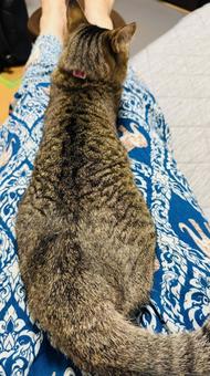 Photo, cat, streak pattern, striped pattern, 