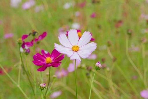 Beautiful pale pink and purple cosmos, JPG