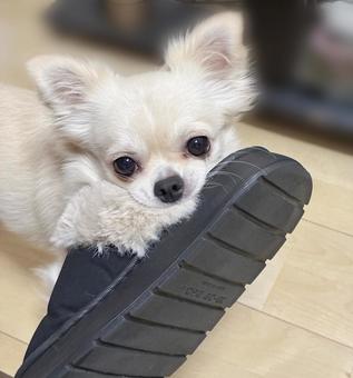 スリッパで遊ぶチワワ スリッパで遊ぶチワワ チワワ,ペット,犬の写真素材