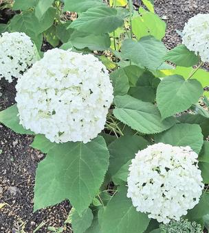 紫陽花 アジサイ,花,あじさいの写真素材