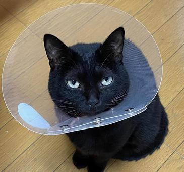 猫用エリザベスカラーをつけお座りする黒猫 猫用エリザベスカラーをつけお座りする黒猫の写真
