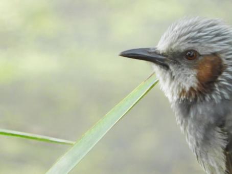 ヒヨドリの写真