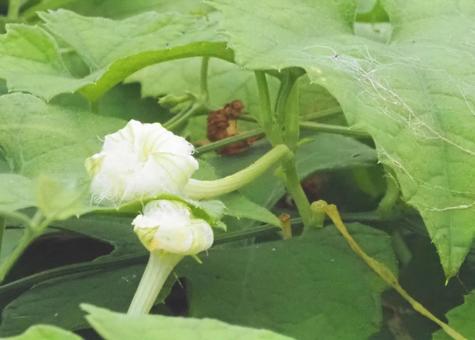 相思相愛のカラスウリの花 相思相愛のカラスウリの花 花,植物,カラスウリの写真素材