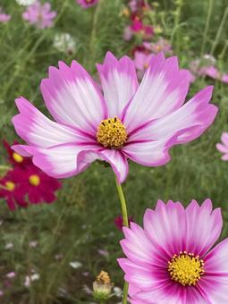 秋の日に咲きほこるコスモスの花 秋の日に咲きほこるコスモスの花 コスモス,秋桜,花の写真素材