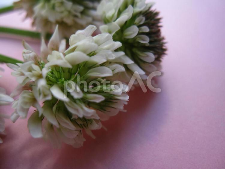 しろつめぐさ 白爪草,花,白い花の写真素材