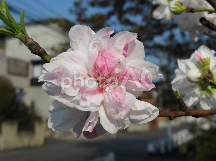 ２色咲きがカワイイ花桃の花その２ ハナモモ,花,植物の写真素材