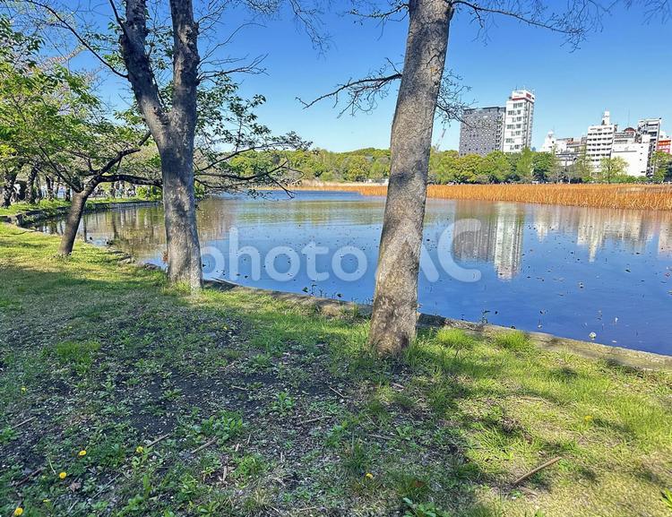 不忍池　上野公園　東京都台東区 不忍池,上野恩賜公園,弁天島の写真素材