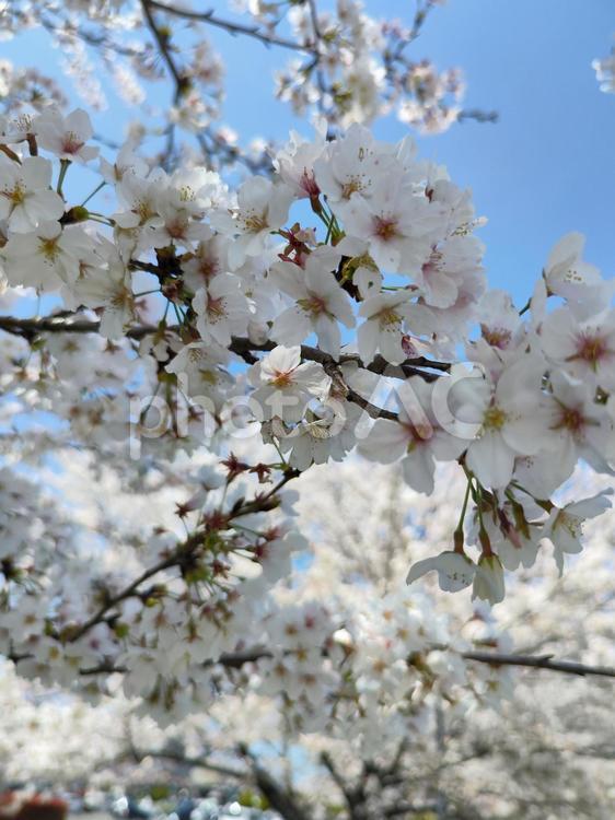 みんなの笑顔が集まる、糸貫川沿いの桜並木 桜,春,本巣市の写真素材