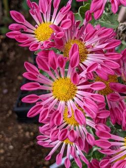 洋菊・マム 洋菊・マム マクロ,ようぎく,花の写真素材