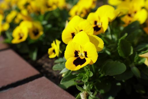 10月下旬～5月中旬まで咲くパンジーの花 パンジー,花,ガーデニングの写真素材