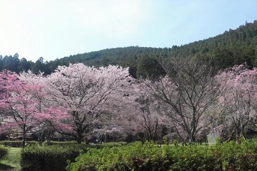 桜 桜の写真