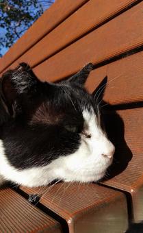 ベンチでくつろぐ猫 猫の横顔,昼寝,黒白猫の写真素材