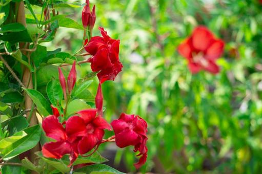 夏に咲くマンデビラの花 夏に咲くマンデビラの花 マンデビラ,花,植物の写真素材