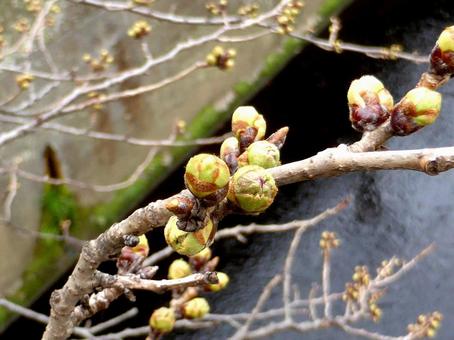 3月、眼下に川面を見るサクラのツボミ 3月、眼下に川面を見るサクラのツボミ サクラ,花,木の写真素材