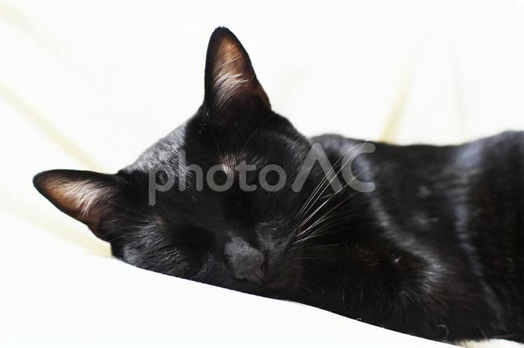 黒猫るーく　おやすみ中 おやすみ,睡眠,すやすやの写真素材