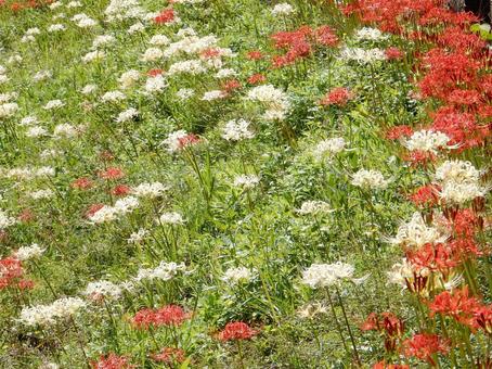【彼岸花の写真】彼岸花が咲く風景 【彼岸花の写真】彼岸花が咲く風景 彼岸花,ヒガンバナ,赤の写真素材