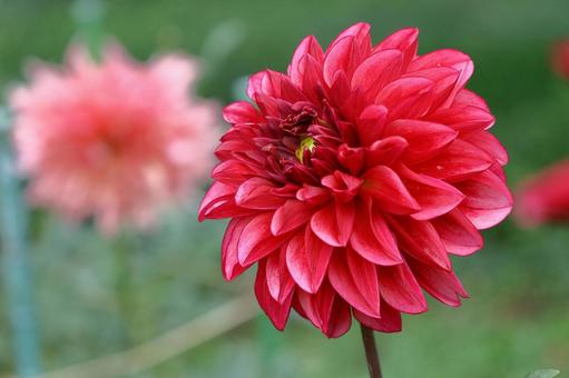 色鮮やかな大輪 色鮮やかな大輪 ダリア,花,キク科の植物の写真素材