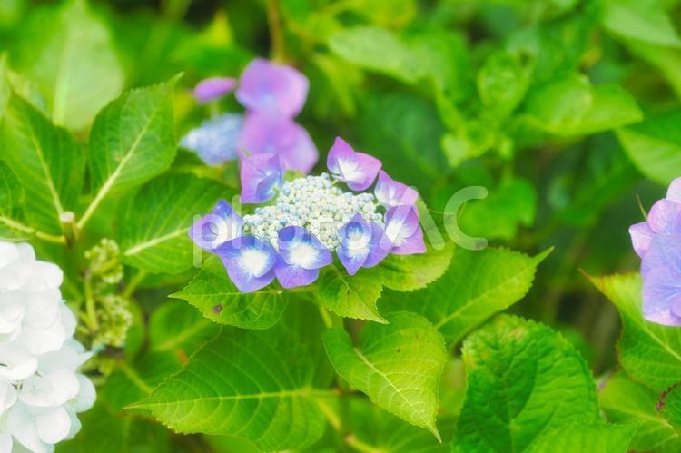 アジサイ　紫陽花　あじさい 6月,紫陽花,2023年の写真素材