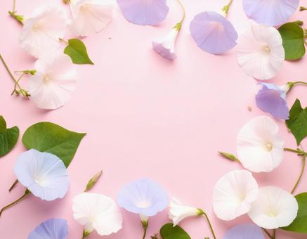 朝顔-06 朝顔-06の写真