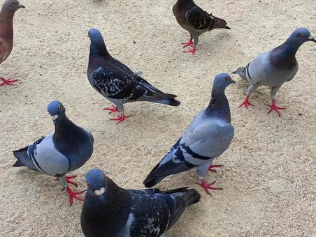 ハト04 ハト04の写真