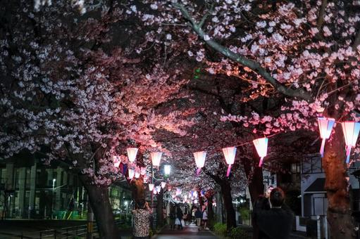 武蔵浦和の遊歩道の夜桜 武蔵浦和の遊歩道の夜桜 武蔵浦和,桜,花見の写真素材