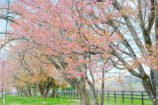 浦河町の桜 浦河町の桜,桜,春の写真素材