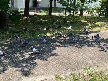 鳩の群れ ハト,ドバト,鳩の写真素材