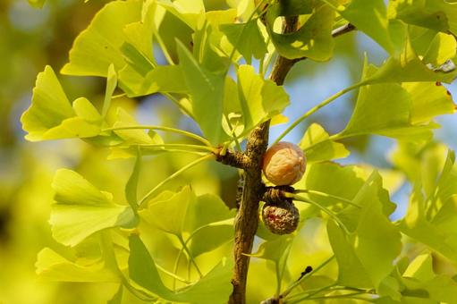 ギンナンの実 イチョウ,果実,葉の写真素材