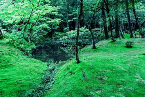 [緑]森　苔の写真