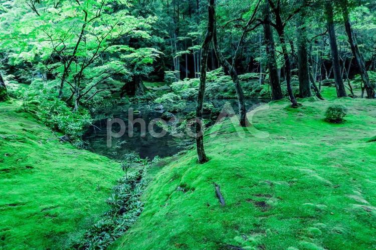 [緑]森　苔 森,苔,森林の写真素材