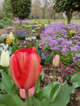 赤いチューリップ2の写真