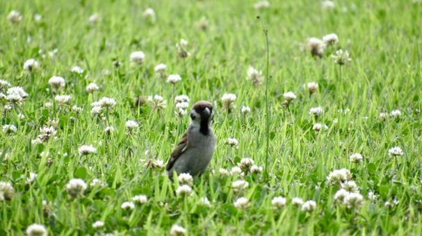 Sparrow in a flower field, JPG Sparrow in a flower field, JPG